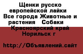 Щенки русско европейской лайки - Все города Животные и растения » Собаки   . Красноярский край,Норильск г.